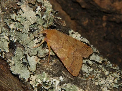 Agrochola (Anchoscelis) helvola