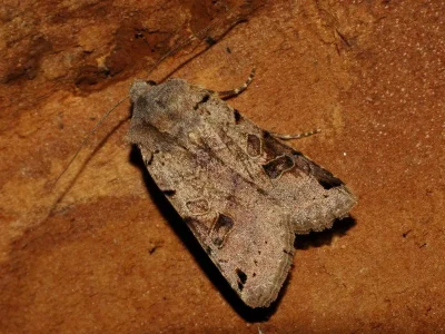 Agrochola (Anchoscelis) litura