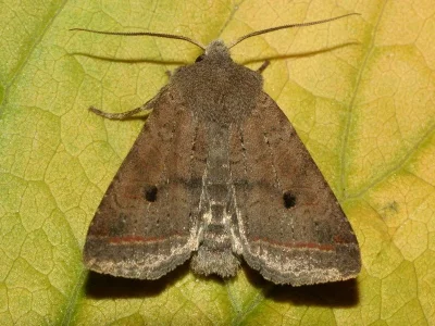 Agrochola (Leptologia) lota