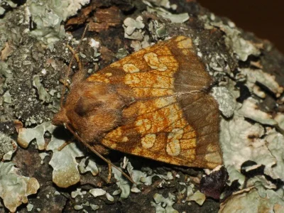 Gortyna (Gortyna) flavago