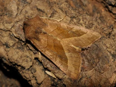 Hydraecia micacea