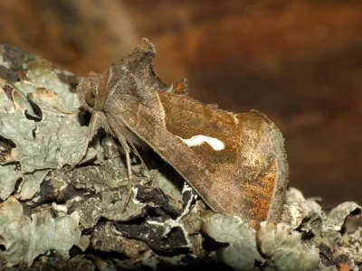Macdunnoughia (Macdunnoughia) confusa