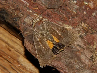 Noctua janthe