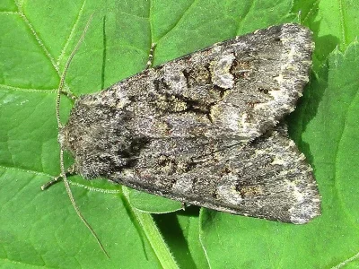 Papestra biren