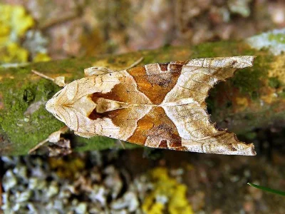 Phlogophora meticulosa