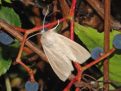 Rhizedra lutosa