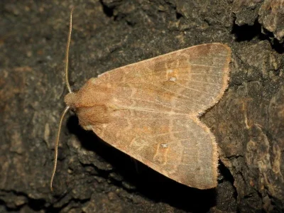 Xanthia (Cirrhia) ocellaris
