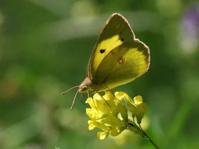 Colias erate