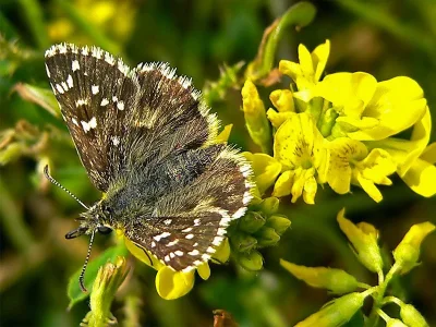 Pyrgus armoricanus