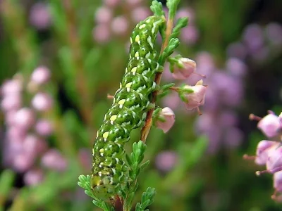 Anarta (A.) myrtilli