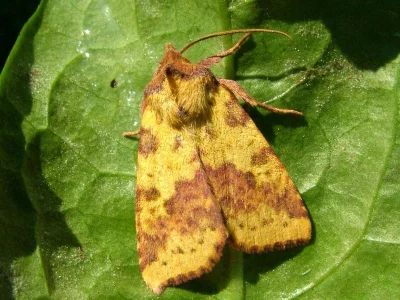 Xanthia (Xanthia) togata