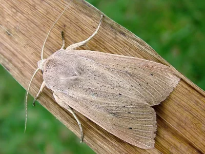 Rhizedra lutosa