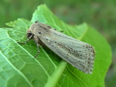 Nonagria typhae