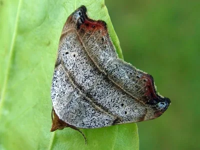 Laspeyria flexula