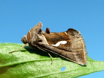 Macdunnoughia (Macdunnoughia) confusa