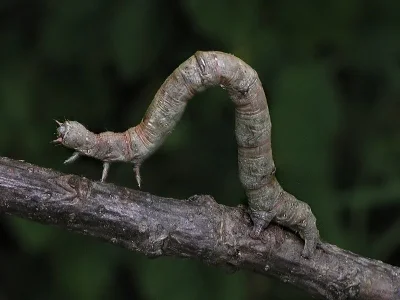 Ennomos (E.) quercinaria