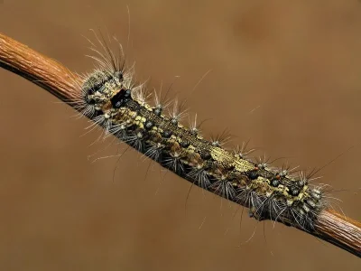 Lymantria (L.) monacha