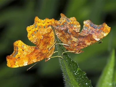 Polygonia c-album