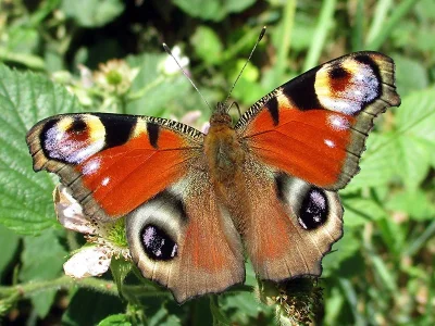 Aglais io
