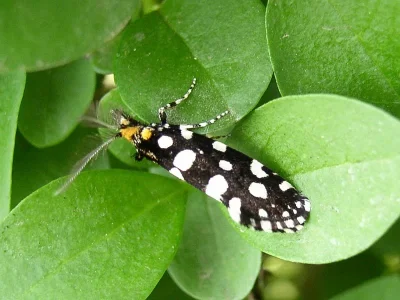 Euplocamus anthracinalis