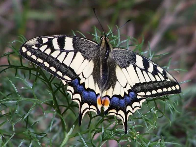 Papilio (Papilio) machaon