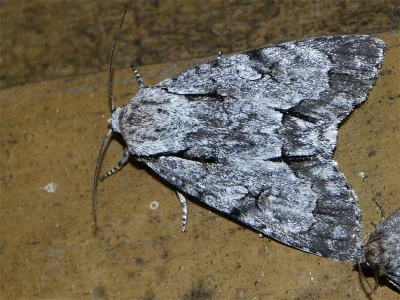 Acronicta (Triaena) cuspis