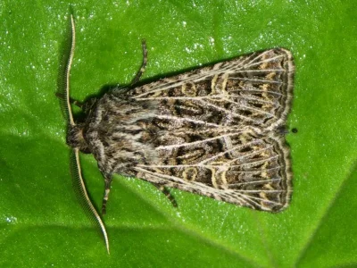 Tholera decimalis