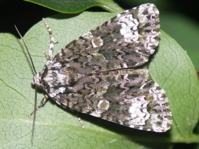 Craniophora ligustri