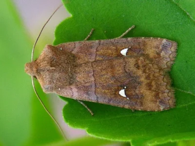 Eupsilia transversa