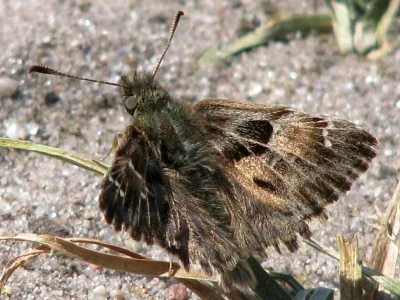 Carcharodus alceae