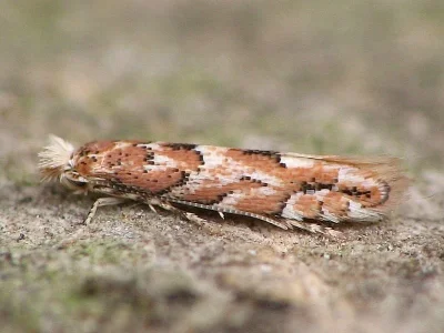 Phyllonorycter sagitella