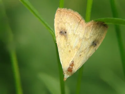 Rivula sericealis