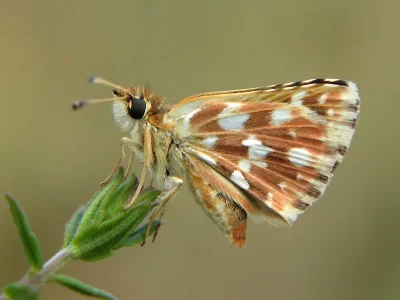 Spialia sertorius