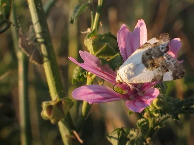 Acontia (Acontia) lucida