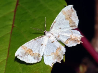 Eversmannia exornata