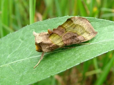 Diachrysia chrysitis
