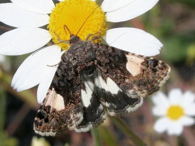 Tyta luctuosa