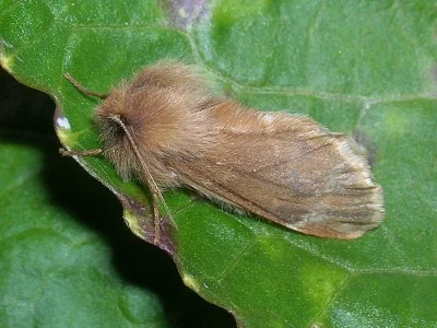 Ptilophora plumigera