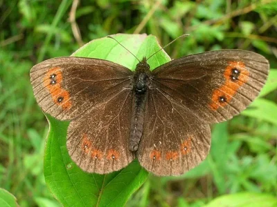 Erebia aethiops