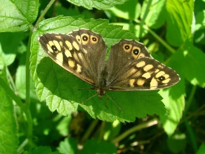 Pararge aegeria