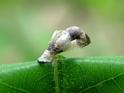 Coleophora kuehnella