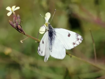 Pontia daplidice