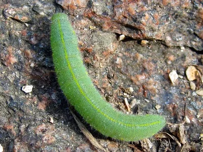 Pieris (Artogeia) rapae