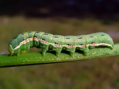 Anarta (Calocestra) trifolii