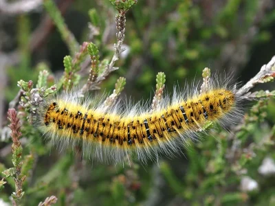 Lasiocampa (Pachygastria) trifolii
