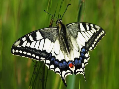 Papilio (Papilio) machaon