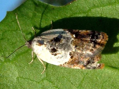 Acleris variegana