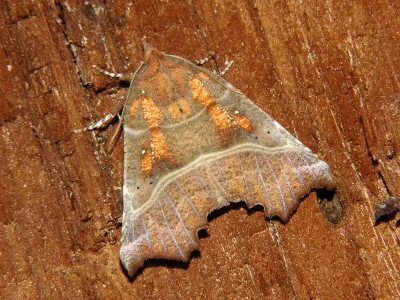 Scoliopteryx libatrix