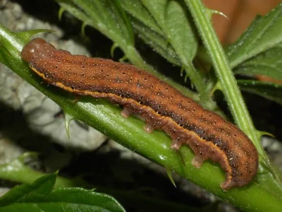 Lacanobia (Dianobia) suasa