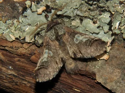 Diloba caeruleocephala